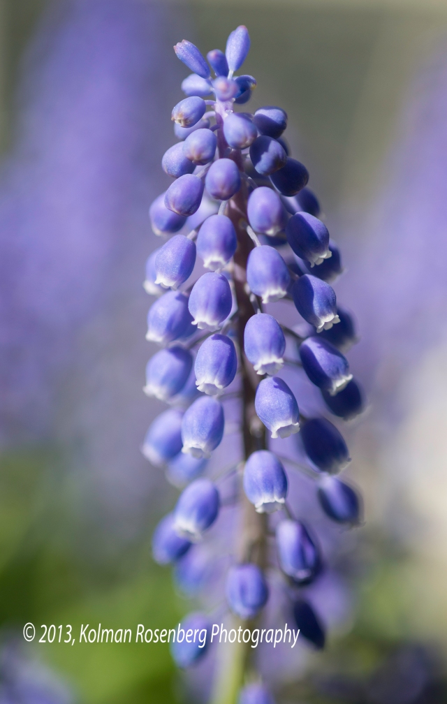 Grape Hyacinth close-up